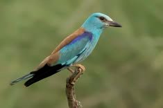 European Roller